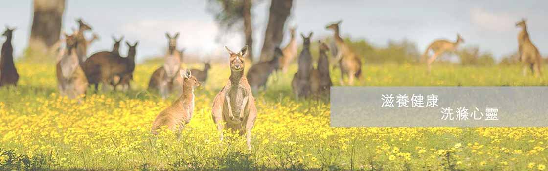 Peace and Harmony of Australian Nature Kangaroo